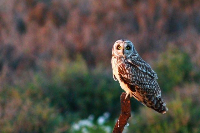 Short-eared Owl - Asio flameus - Lechuza o buho campestre - Mussol Emigrant