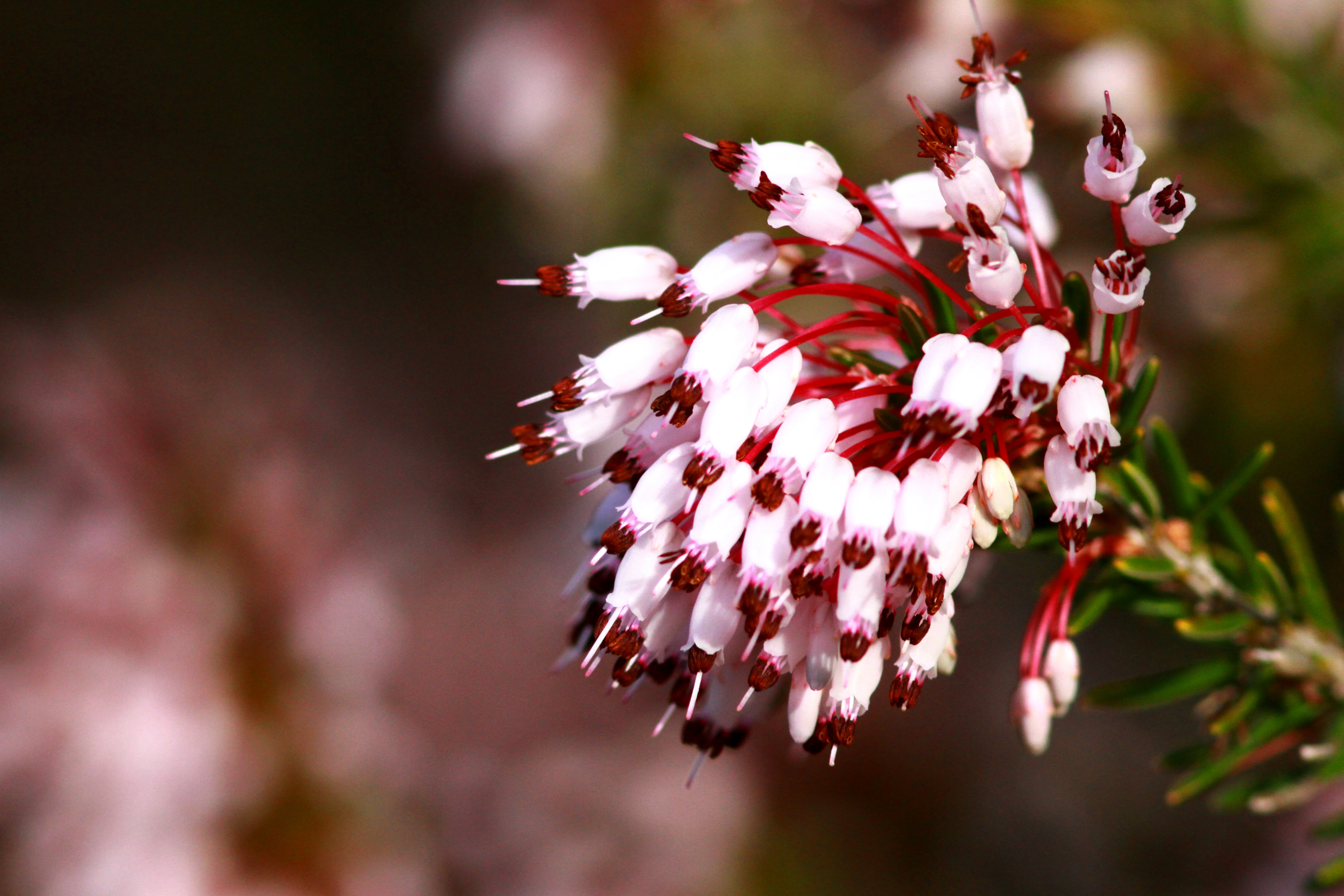 Winter Heather - Erica multiflora - Bruc dhivern