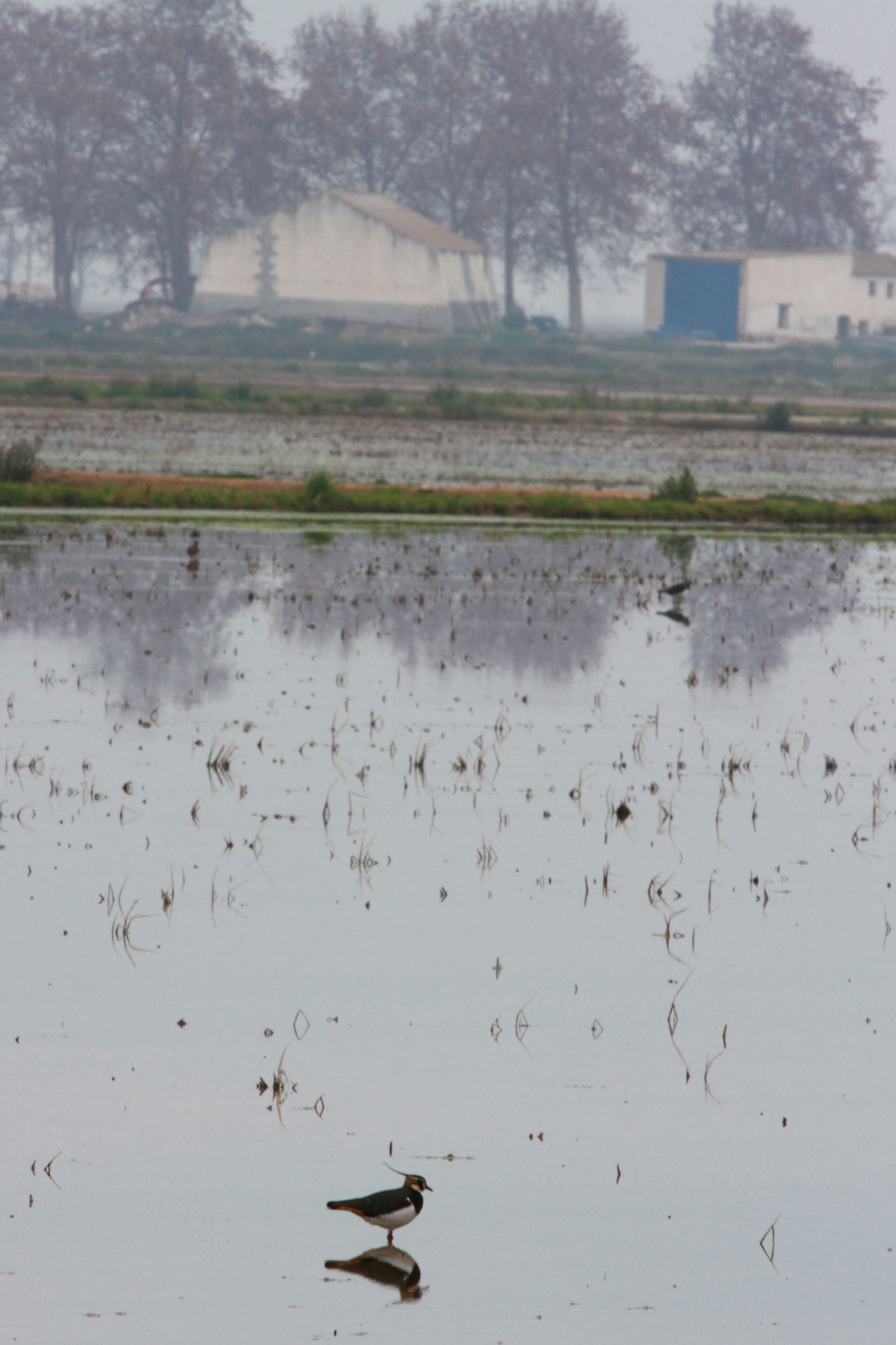 Tipical Landscape in winter with a Lapwing in a ricefield