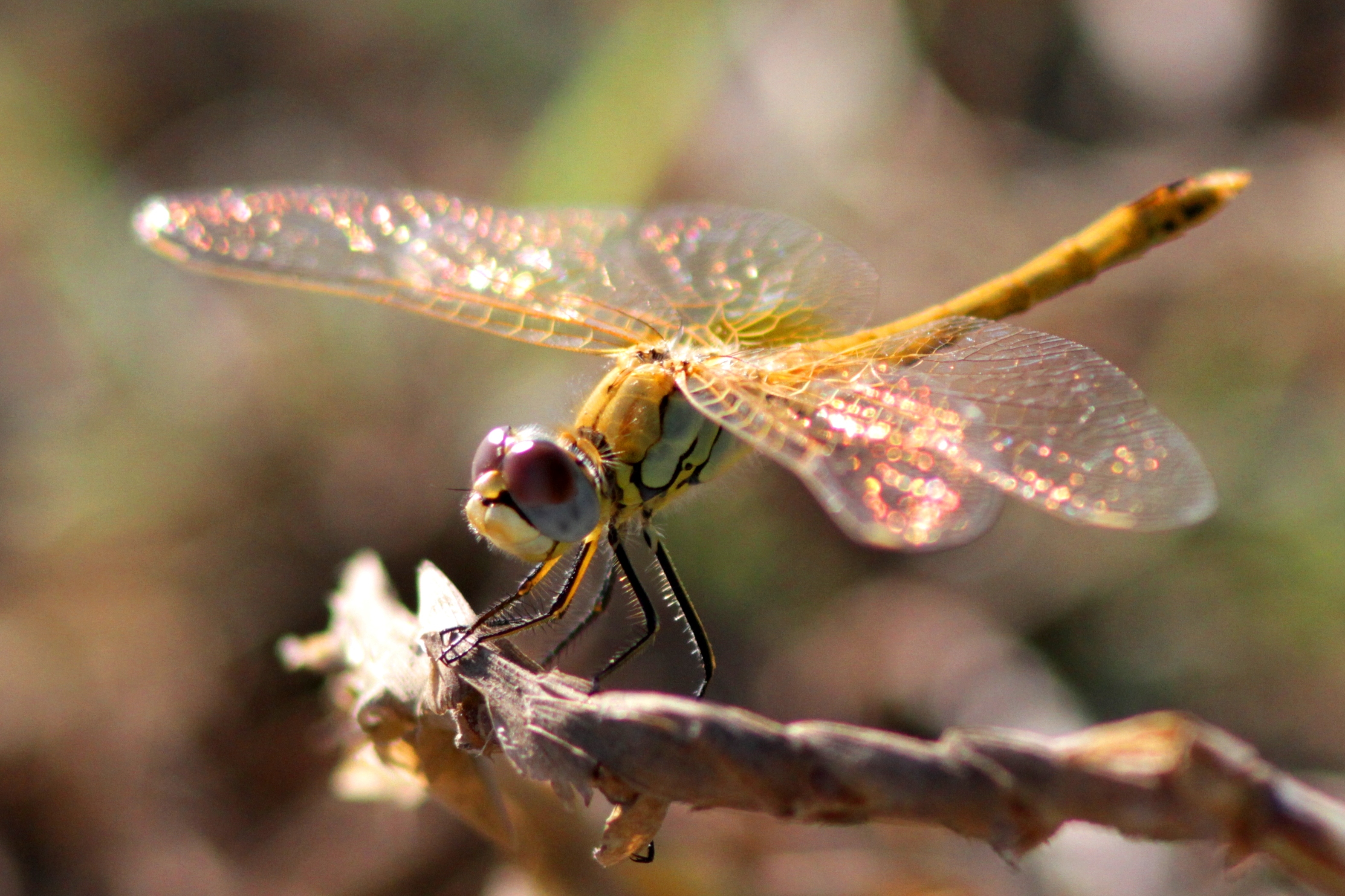 Red-veined Darter - Sympetrum fonscolombii - Liblula dales vermelles - Liblula de alas rojas