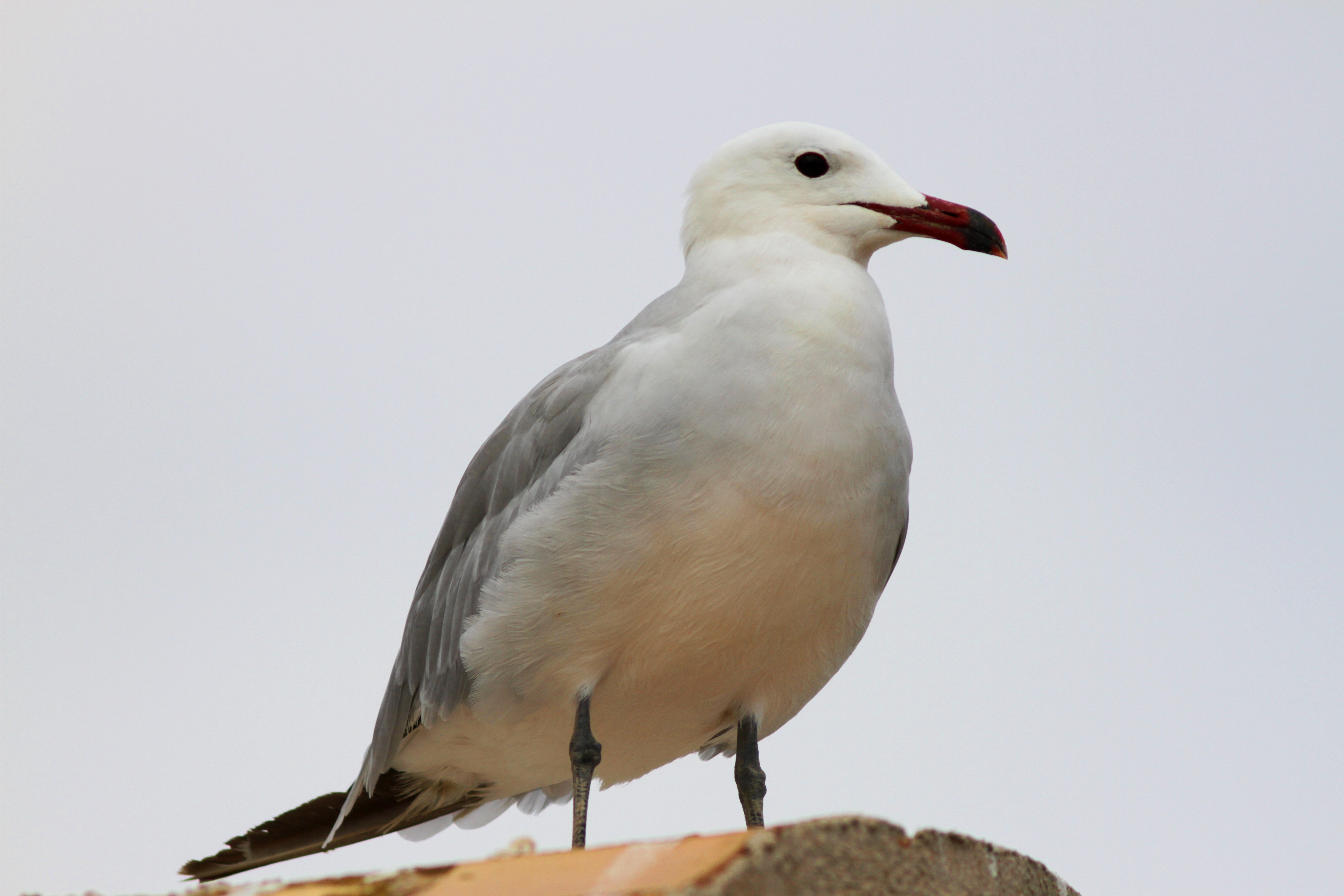 Audouins Gull - Larus audouinii - Gaviota de Audouin - Gavina Corsa