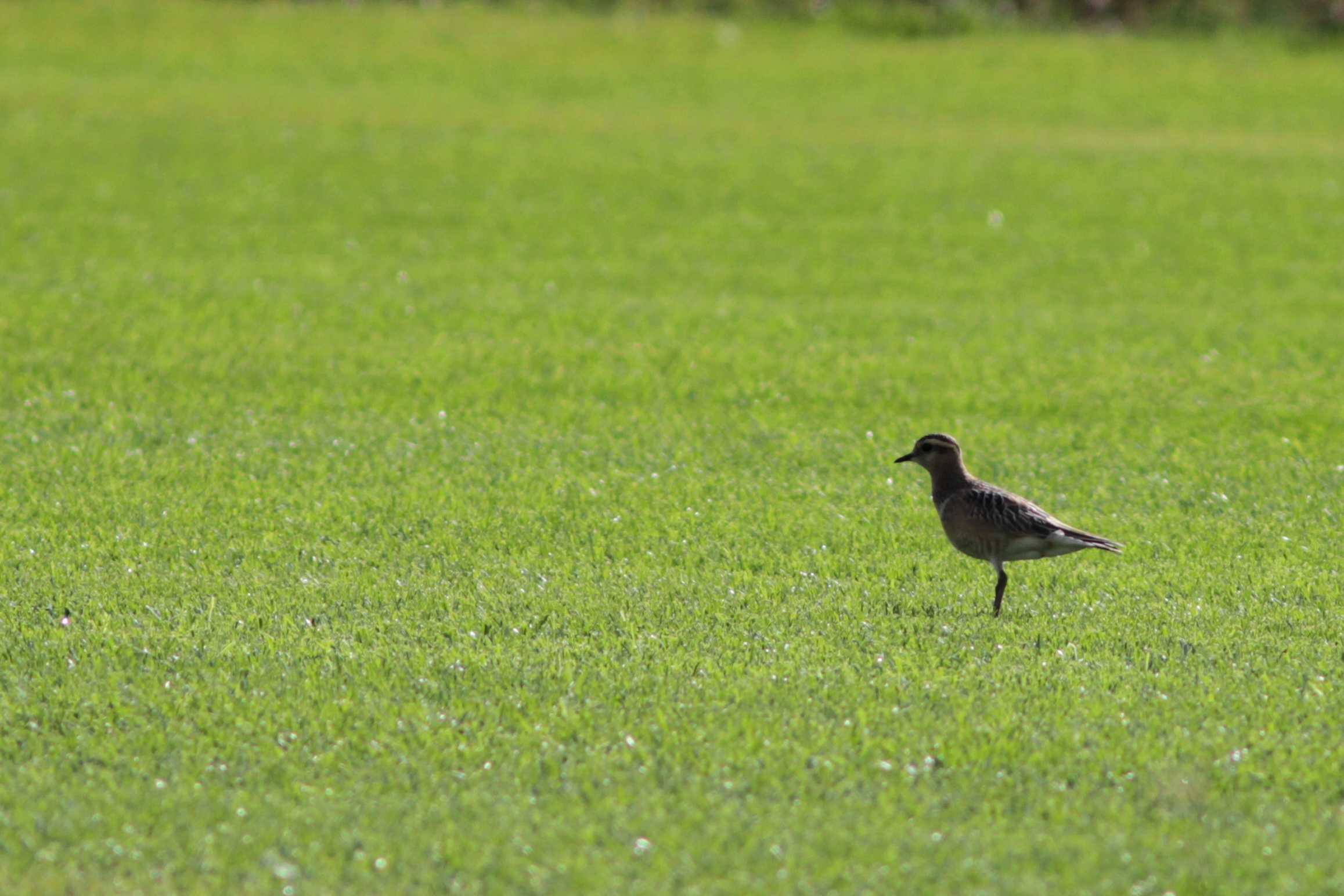 Dottorel - Charadrius or Eudromias maurinellus - Chorlito Carambolo - Carriol Pitroig