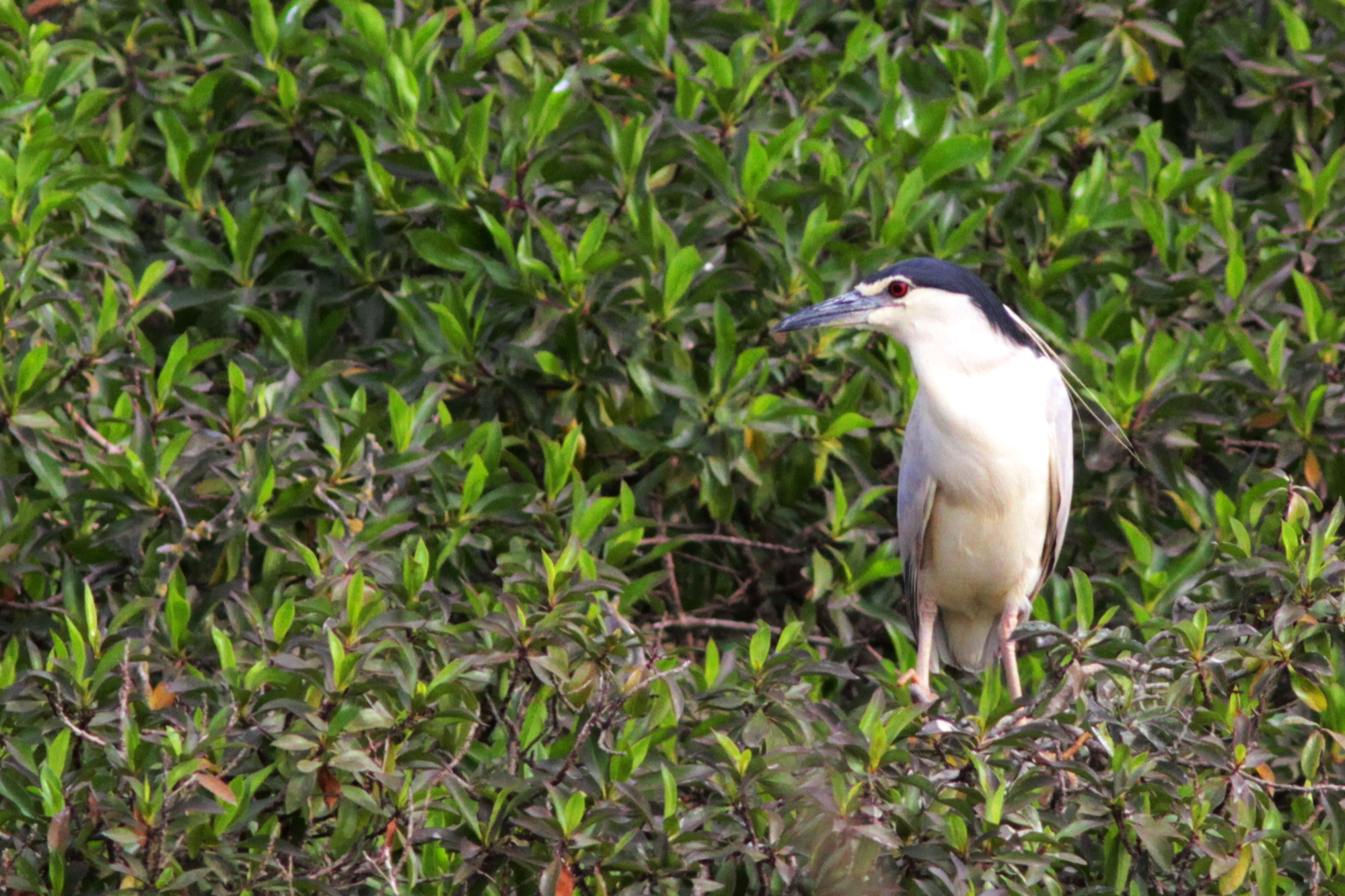 Night Heron - Nicticorax nicticorax - Martinete - Martinet de Nit - Doral