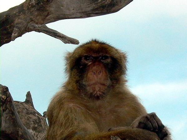 Barbary Ape