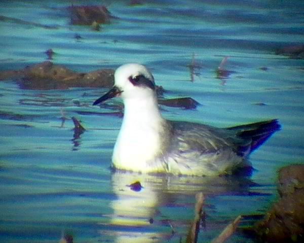 Grey Phalarope - Phalaropus fulicarius - Falaropo picogrueso - Escuraflascons Becgros