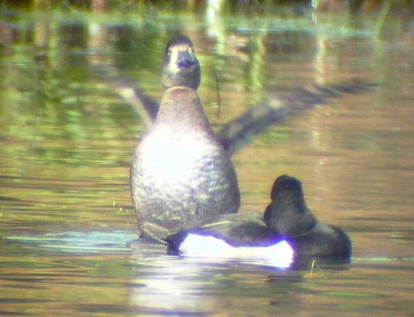 Ring-necked Duck - Aythya collaris - Porrn acollarado - Halsbndstroldand - Morell de collar