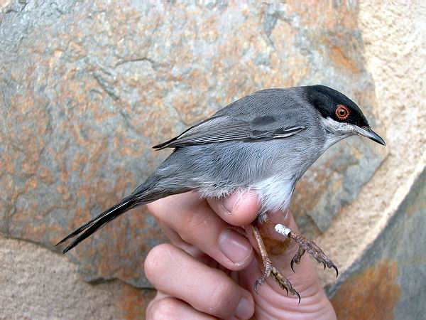 Adult male Sardinean Warbler - Sylvia melanocephala - Macho adulto Curruca cabecinegra - Tallarol capnegra