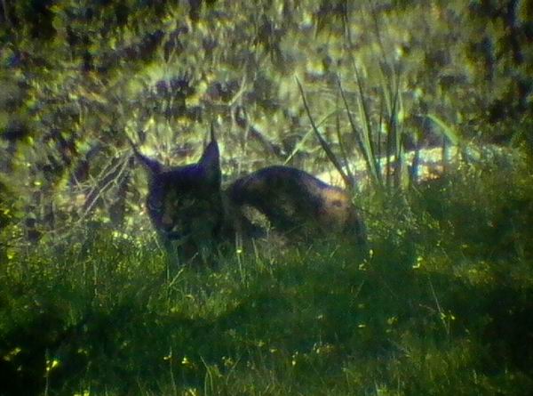Pardel Lynx or Iberian Lynx - Lynx pardinus - Lince Ibrico - Linx ibric