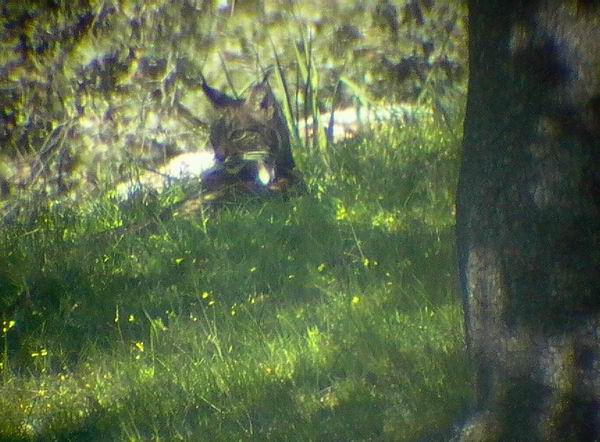 Pardel Lynx or Iberian Lynx - Lynx pardinus - Lince Ibrico - Linx ibric