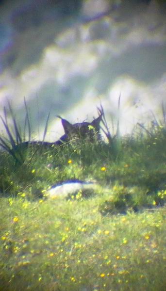 Pardel Lynx or Iberian Lynx - Lynx pardinus - Lince Ibrico - Linx ibric