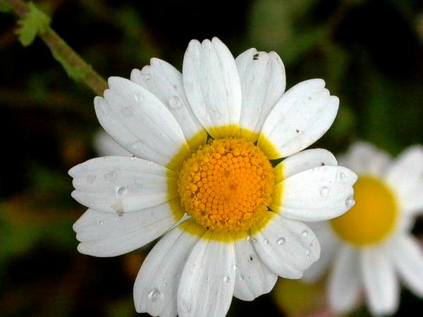 flower power