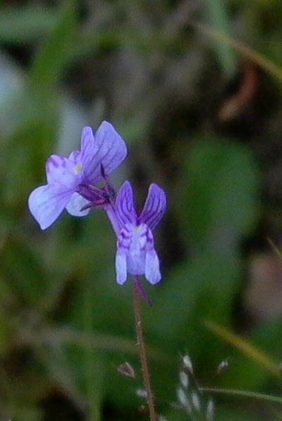 Blue flower