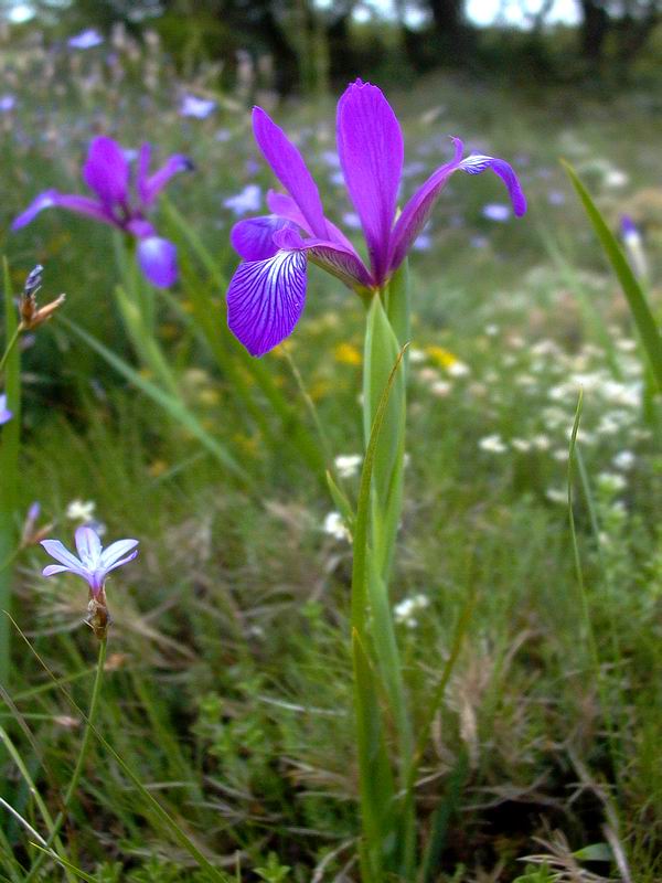 Blue Iris