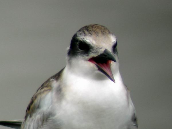 Juvenile Whiskered Tern - Chlidonias hibridus - Juvenil de Fumarel Cariblanco - Jove de Fumarell carablanc - Hvidskgget Terne