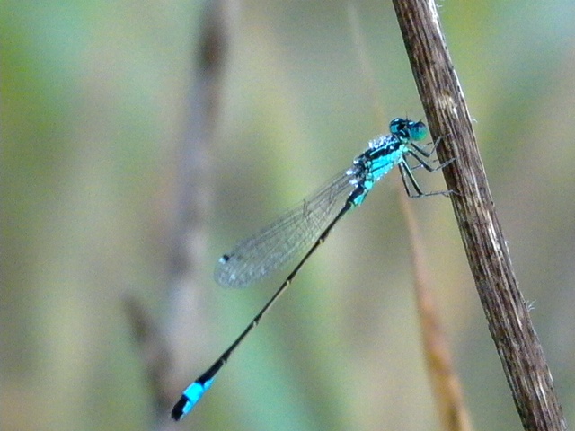 Iberian Bluetail Damselfly - Ischnura graelsii - Damisela ibrica