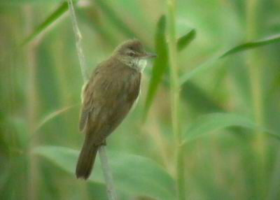 Great Reed Warbler - Achrocephalus arundinaceus - Carricero Tordal - Balquer