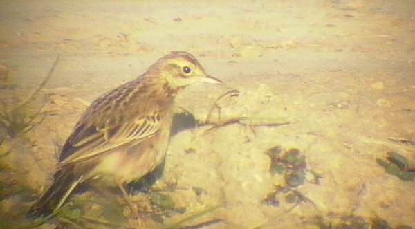Richards Pipit - Anthus richardii - Bisbita de richard - Piula Grossa