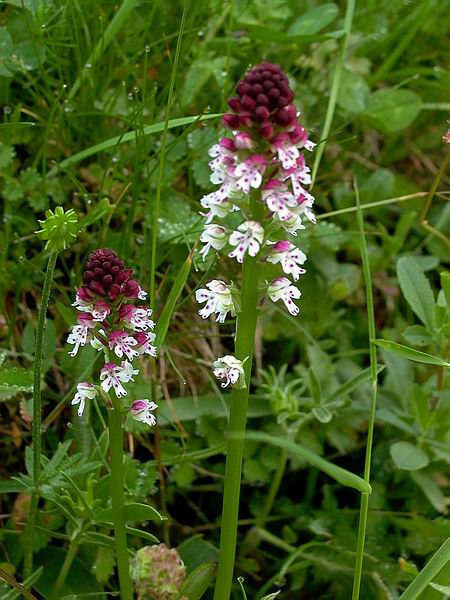 Burnt Orchid - Orchis ustulata