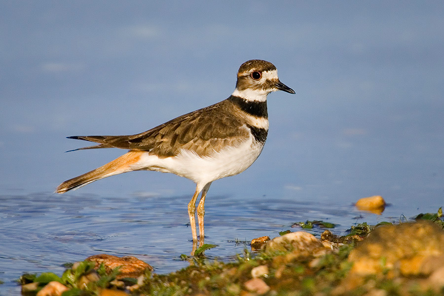 Kildeer - Charadrius vociferus - Embalse Cecebre - Corua - Galicia