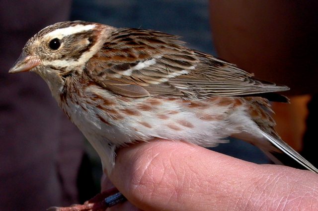 Rustic Bunting - Emberiza rustica - Escribano rstico - Repicatalons rstic