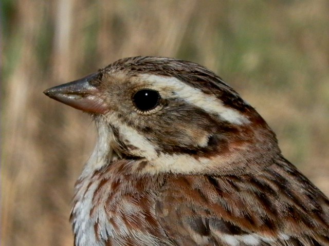 Rustic Bunting - Emberiza rustica - Escribano rstico - Repicatalons rstic