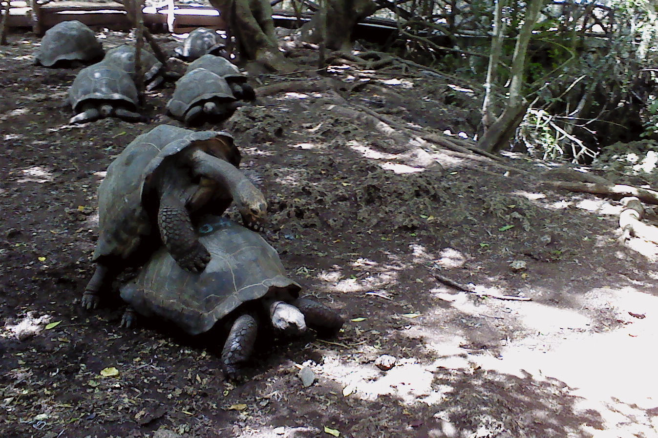 Aldabra giant tortoise