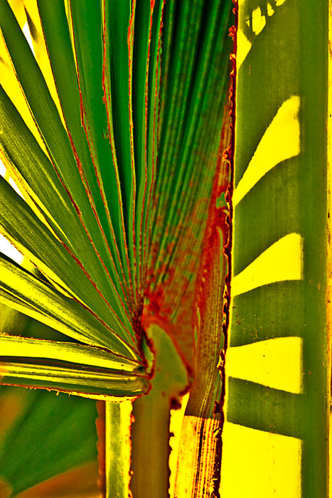 Sugar palm leaf shadows