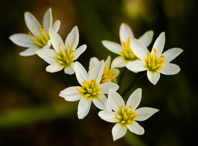 spring weeeds