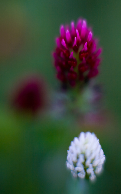 RED CLOVER macro