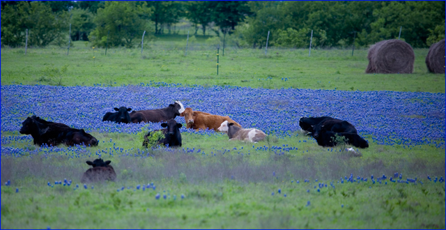 bluebonnet  bed