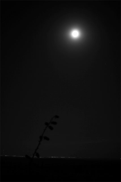 amarillo