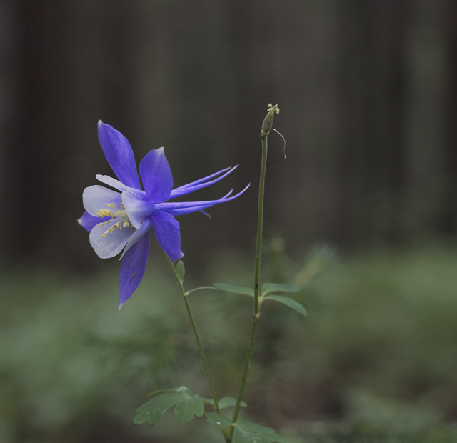 Columbine