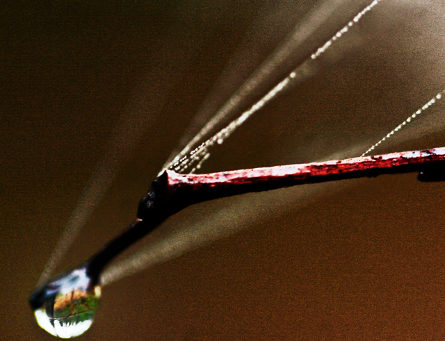 dew
