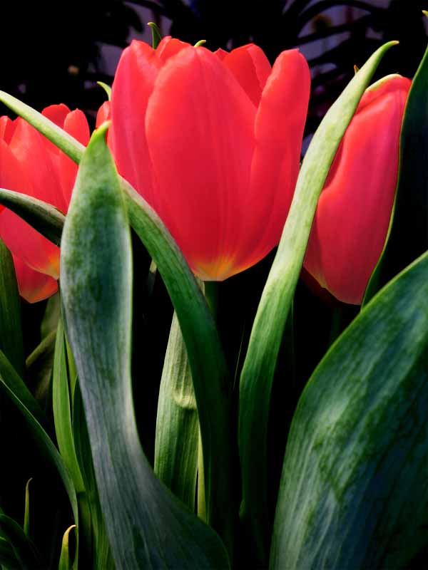 Valentines Day Tulips