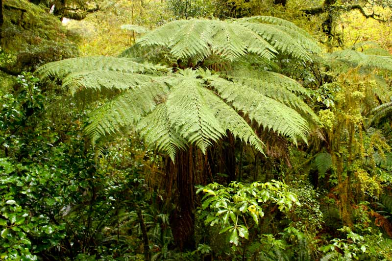 Tree fern - very prehistoric looking
