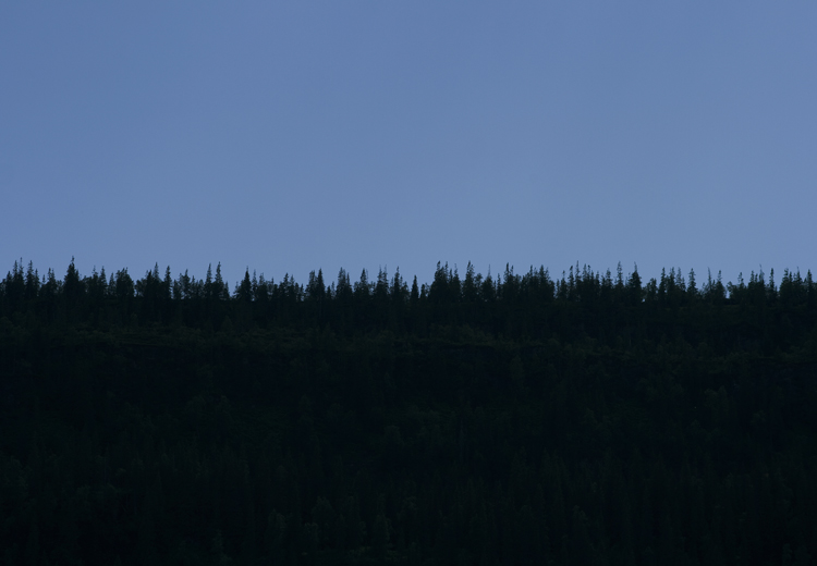Diverse-deling---skog.jpg