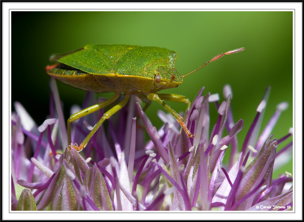 Green Shield bug (Palomena prasina)