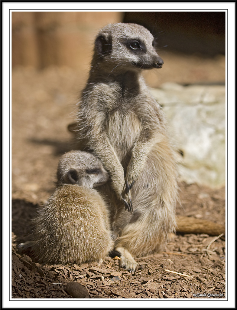 Meercat Mum and babe!