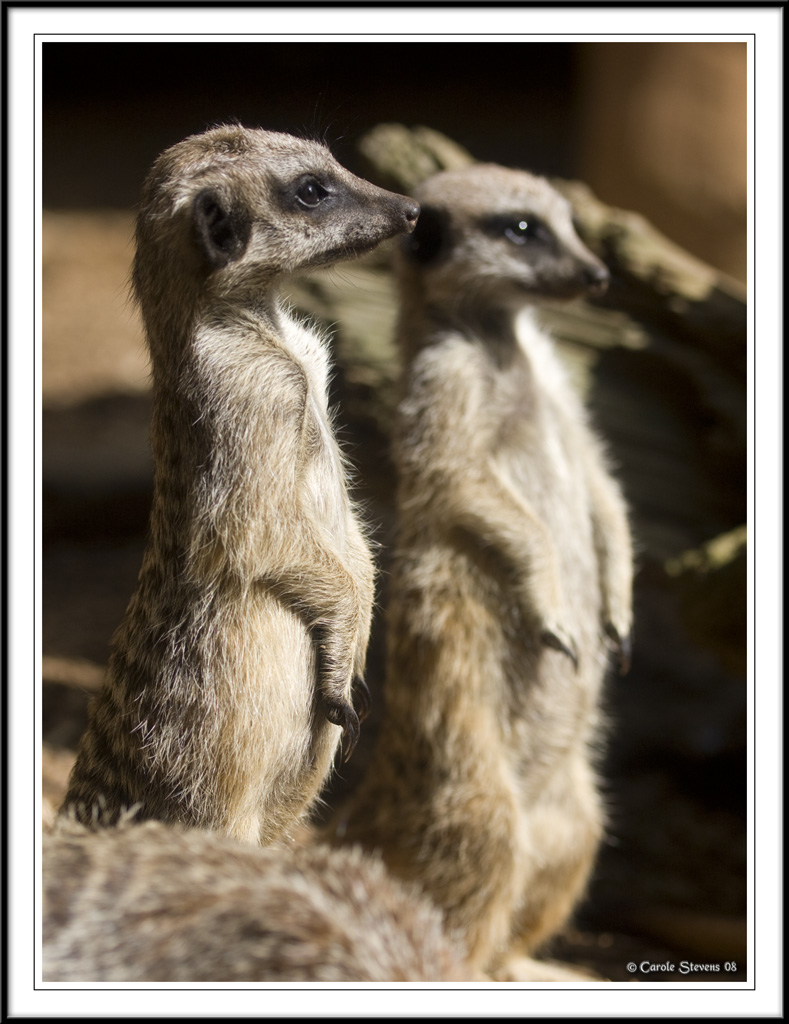 Meercats scouting!