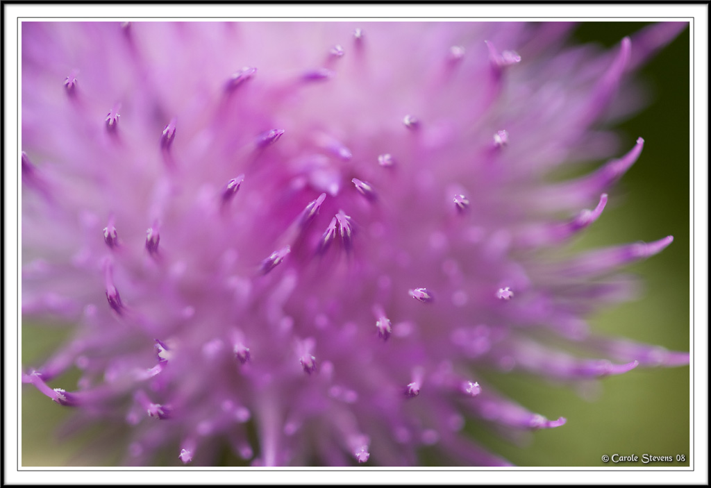 Thistle tips!