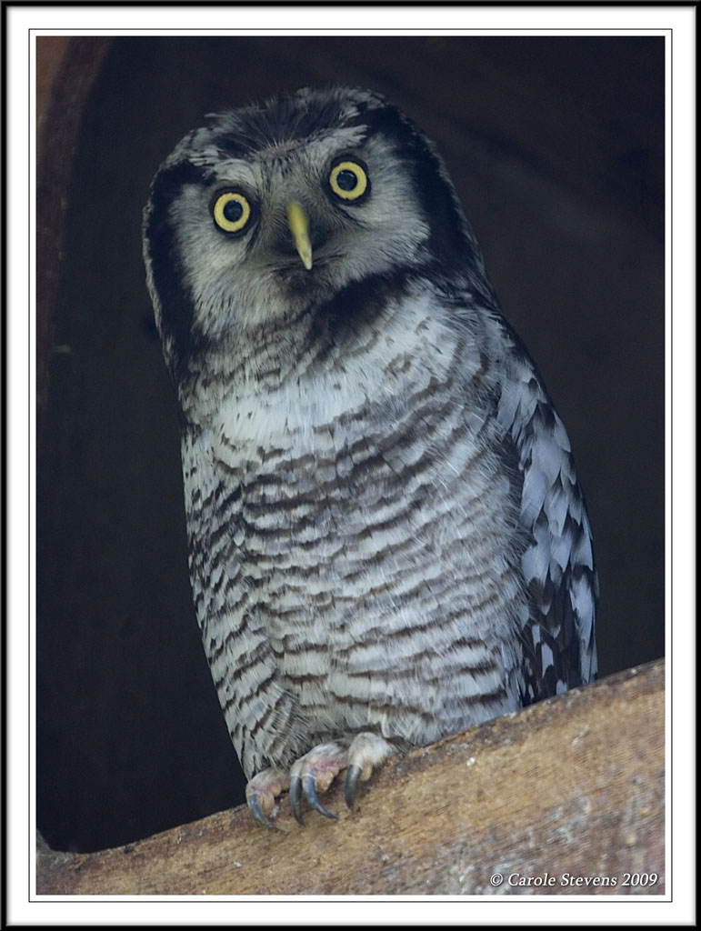 Hawk Owl!