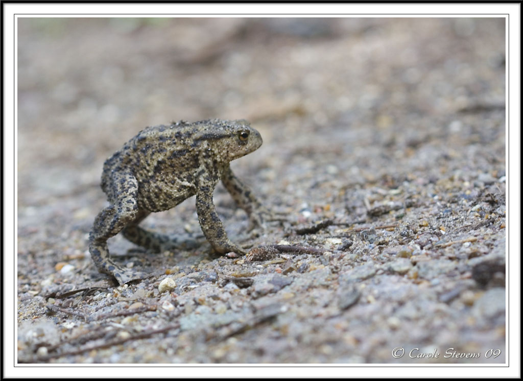 Common Toad - Bufo bufo
