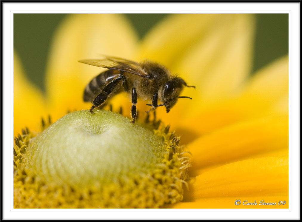 Honeybee - Apis melifera washing itself!