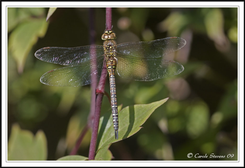 Migrant hawker (f) - Aeshna mixta