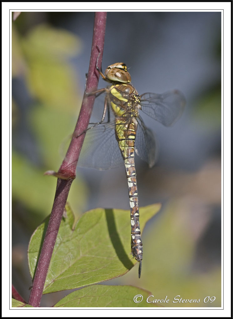 Migrant hawker (f) - Aeshna mixta