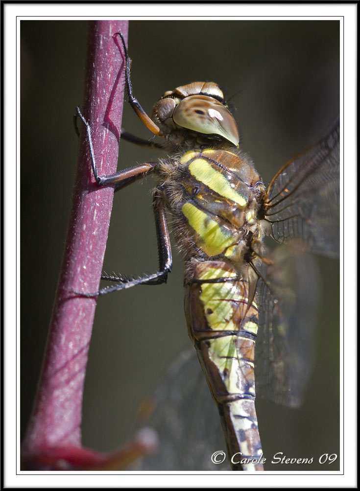 Migrant hawker (f) - Aeshna mixta