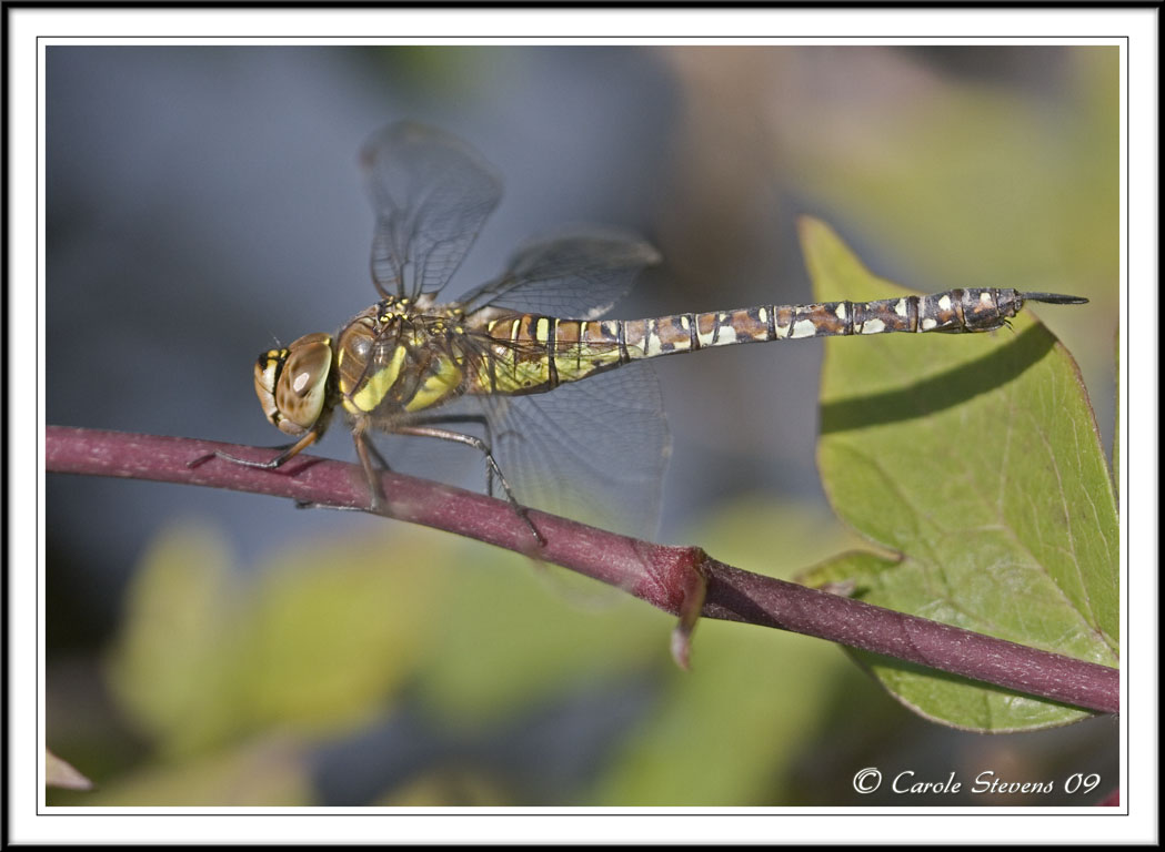 Migrant hawker (f) - Aeshna mixta