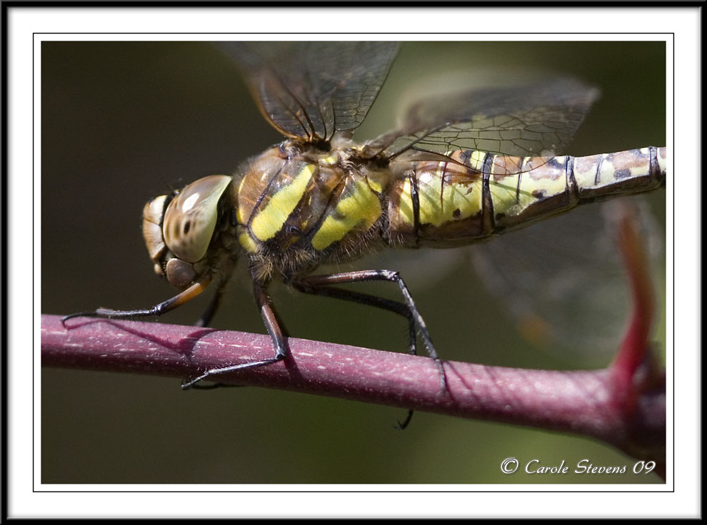 Migrant female Hawker - Aeshna mixta