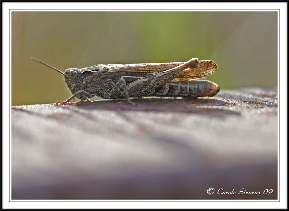 Field grasshopper Chorthipppus brunneus.