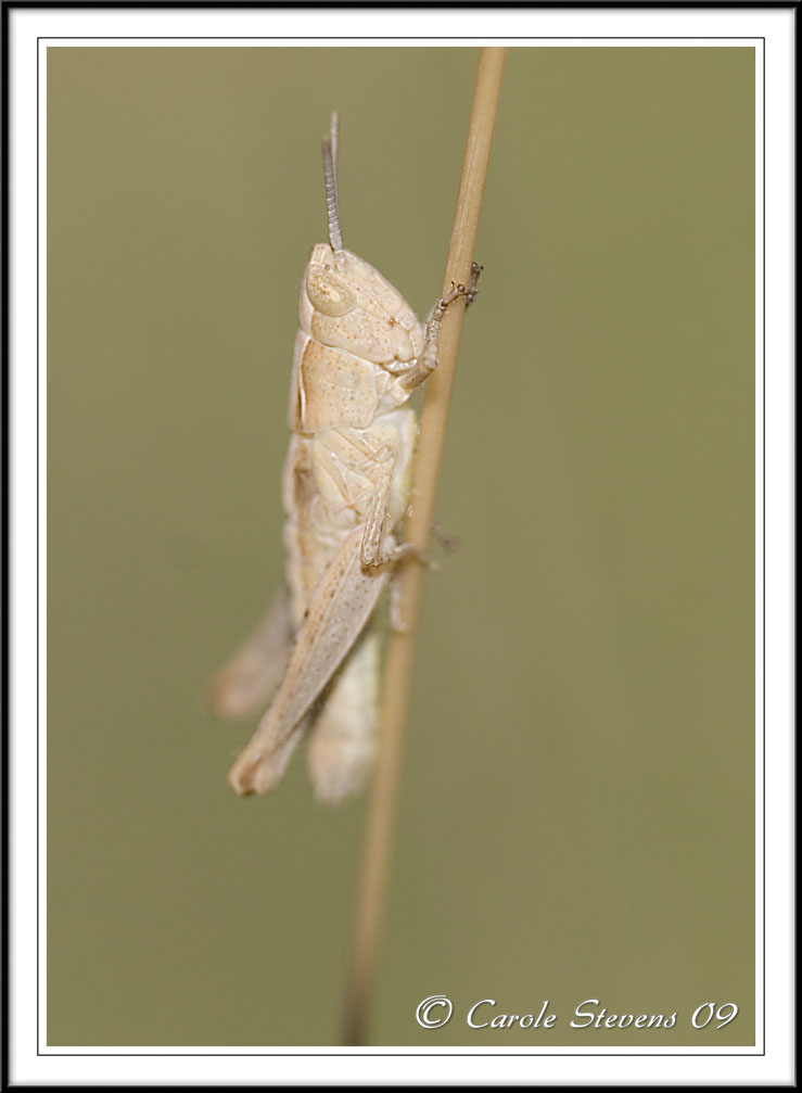 Young Field grasshopper Chorthipppus brunneus.